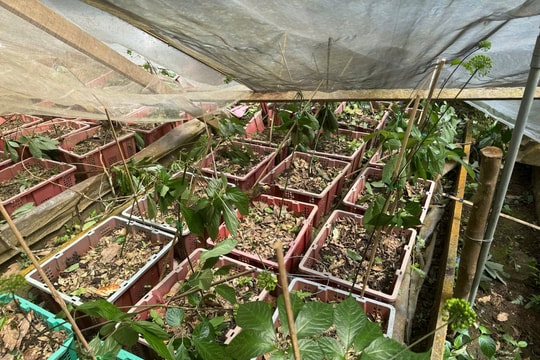 Sâm Ngọc Linh thiệt hại nặng sau bão, tiếp cận kiểm tra gặp khó khăn