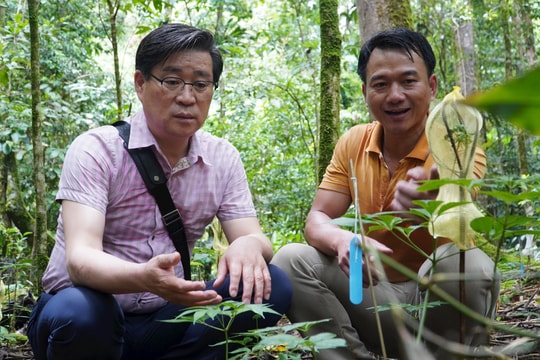 Đánh thức tiềm năng du lịch ở vùng sâm Ngọc Linh