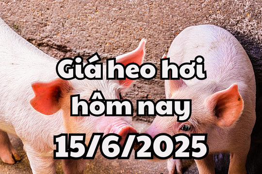Giá heo hơi hôm nay 15/6/2025: Bình ổn trên cả nước
