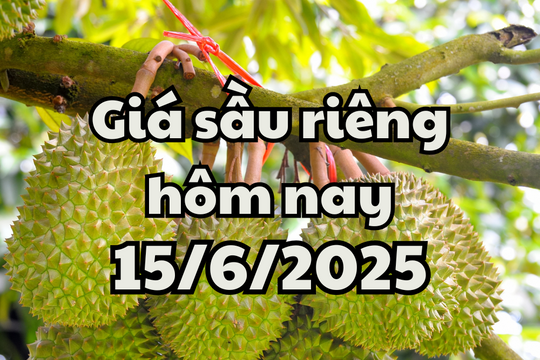 Giá sầu riêng hôm nay 15/6/2025: Cập nhật tình hình xuất khẩu tháng 6 mới nhất