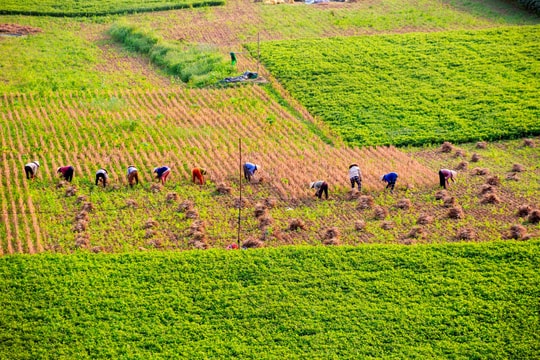 Quy định mức nộp tiền để Nhà nước bổ sung diện tích đất chuyên trồng lúa bị mất