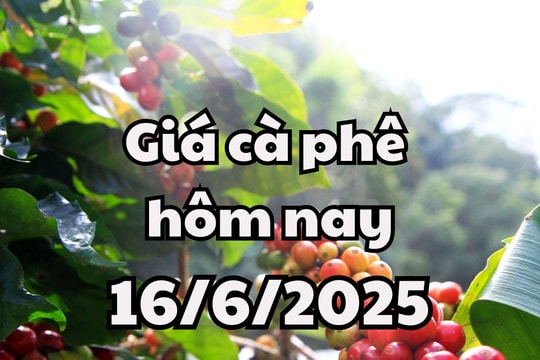 Giá cà phê hôm nay 16/6/2025 mới nhất: Giảm đồng loạt ở trong nước