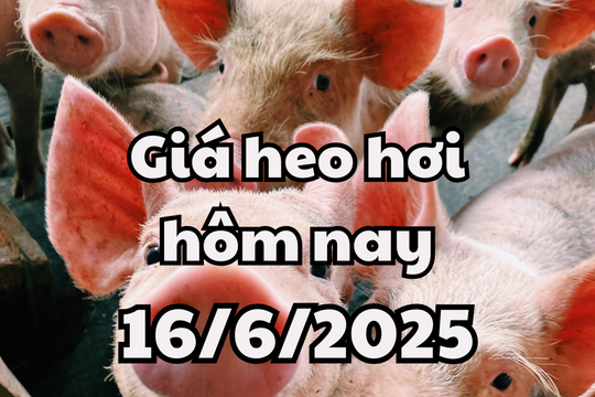 Giá heo hơi hôm nay 16/6/2025 đầu tuần lặng sóng trên cả nước