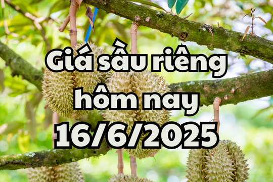 Giá sầu riêng hôm nay 16/6/2025 xuất khẩu sụt giảm nghiêm trọng