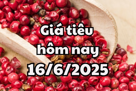 Giá tiêu hôm nay 16/6/2025 mới nhất: 2 tỉnh giữ mức cao nhất sau đợt giảm