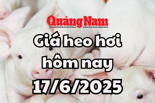 Giá heo hơi hôm nay 17/6/2025: Miền Nam có thêm đáy mới, về 70.000 đồng/kg