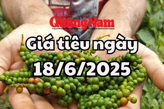 Giá tiêu hôm nay 18/6/2025: Đắk Lắk và Đắk Nông giữ mức giá cao nhất
