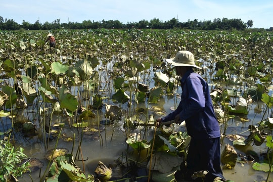 Người dân Bình An thất thu mùa sen