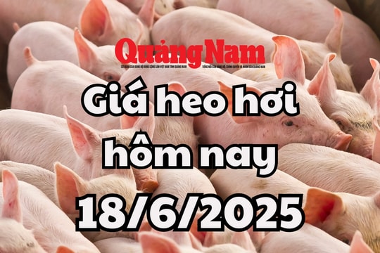 Giá heo hơi hôm nay 18/6/2025: Miền Nam giảm mạnh, miền Trung giảm nhẹ