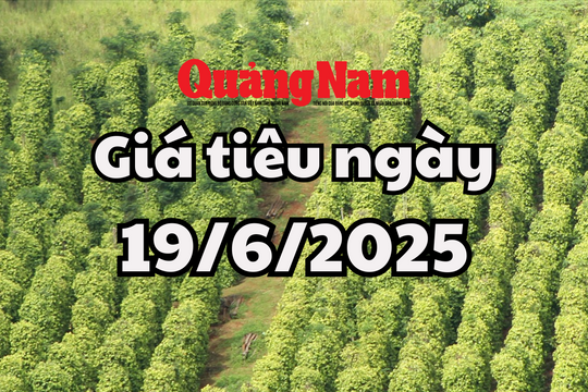 Giá tiêu hôm nay 19/6/2025: Có 2 tỉnh giữ mức đỉnh 134.000 đồng/kg