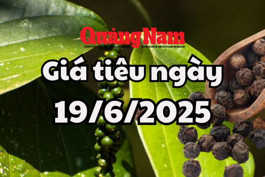 Tin tức, dự báo giá tiêu ngày mai 19/6/2025 tín hiệu lạc quan từ quốc tế