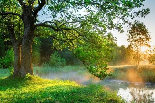 Kiếp sau (nếu có kiếp sau)