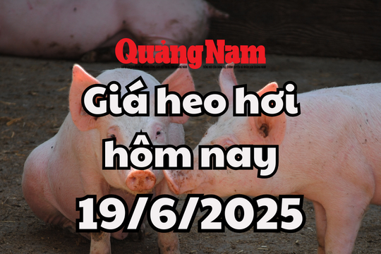 Giá heo hơi hôm nay 19/6/2025: Bình ổn ở mức 68.000 - 73.000 đồng/kg
