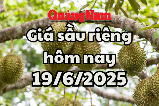 Giá sầu riêng hôm nay 19/6/2025: Lặng sóng trên toàn khu vực