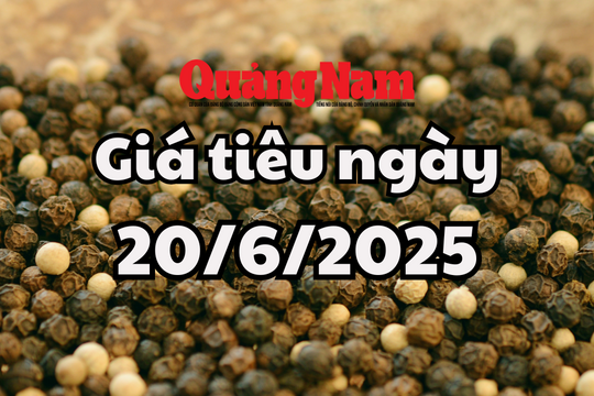 Tin tức, dự báo giá tiêu ngày mai 20/6/2025 tạm thời điều chỉnh lại