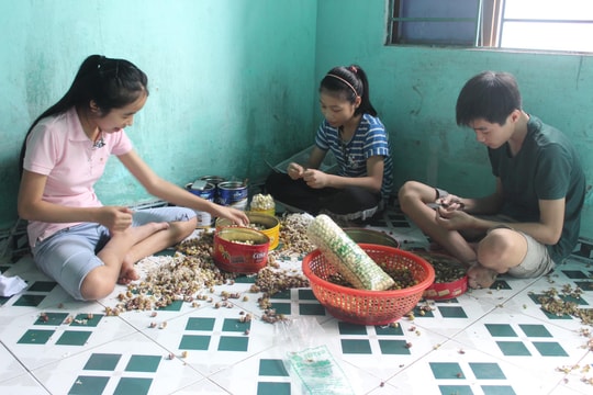 Kiếm thêm thu nhập từ bóc vỏ hạt sen