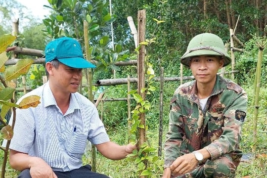 Quế Sơn thực nghiệm mô hình trồng cây ba kích tím