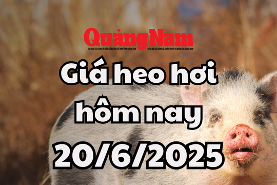 Giá heo hơi hôm nay 20/6/2025: Miền Trung và miền Nam lai giảm sau bình ổn