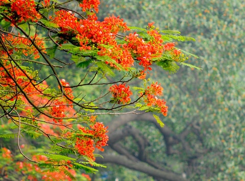 Thơ tình cho mùa hạ