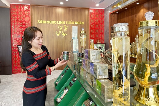 Gỡ nút thắt kiểm nghiệm chất lượng: Mở lối cho dược liệu Quảng Nam vươn xa