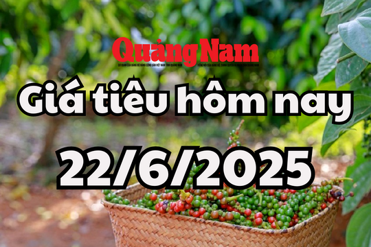 Giá tiêu hôm nay 22/6/2025 Đắk Lắk và Đắk Nông ở đỉnh 125.000 đồng/kg