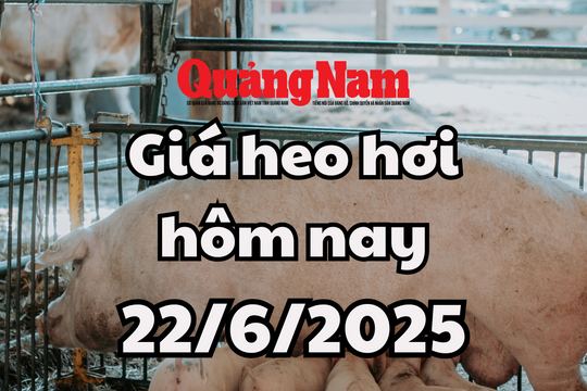 Giá heo hơi hôm nay 22/6/2025: Quảng Ninh bị thu giữ 2 tấn thực phẩm