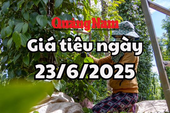 Tin tức, dự báo giá tiêu ngày mai 23/6/2025 tin tức lạc quan tới