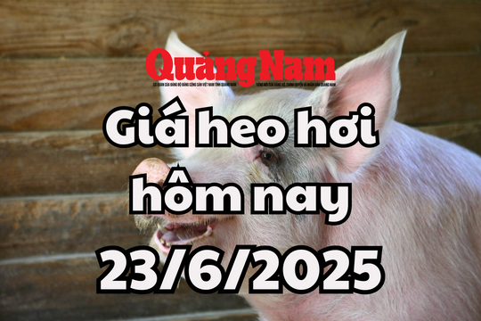 Giá heo hơi hôm nay 23/6/2025: Chuỗi 2 ngày lặng sóng trên cả nước
