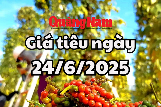 Giá tiêu hôm nay 24/6/2025 đa số các tỉnh đang giữ giá ở mức cao