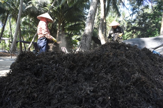 Mùa hái rong mơ ở Tam Hải