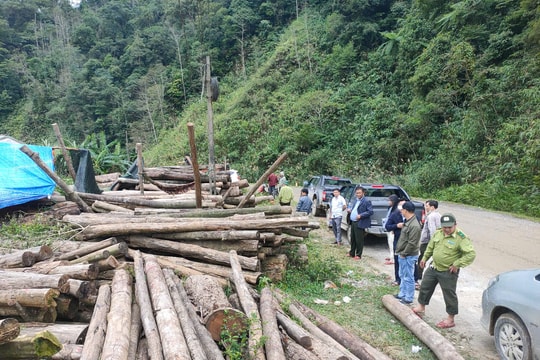 Tìm hướng xử lý gần 1.800 khối gỗ, củi ở Nam Giang