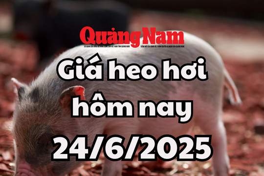 Giá heo hơi hôm nay 24/6/2025: Miền Trung và miền Nam phá vỡ đáy