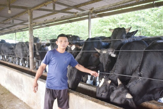 Quảng Nam phát triển mạnh chăn nuôi hàng hóa