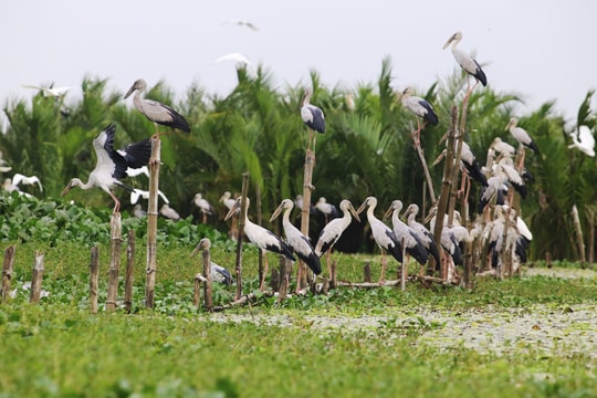 [Podcast] - Chiều vọng sông Đầm