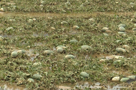 Đại Lộc thiệt hại hơn 75,6 tỷ đồng do ảnh hưởng bão số 1