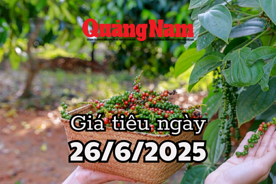 Giá tiêu hôm nay 26/6/2025 Đắk Lắk và Đắk Nông thêm nhiệt ở mức đỉnh 126,000 đồng/kg