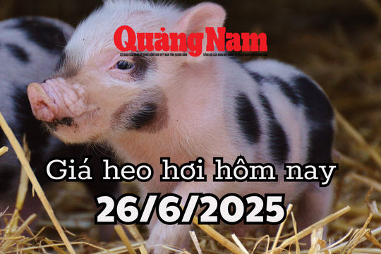 Giá heo hơi hôm nay 26/6/2025: Miền Trung và miền Nam đỏ lòm, miền Trung xuyên thủng đáy