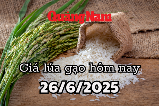 Giá lúa gạo hôm nay 26/6/2025 xuất khẩu Việt mất giá 3 USD/tấn, Thái Lan rung chuông báo động