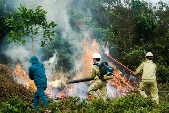 Chủ động công tác phòng cháy, chữa cháy rừng