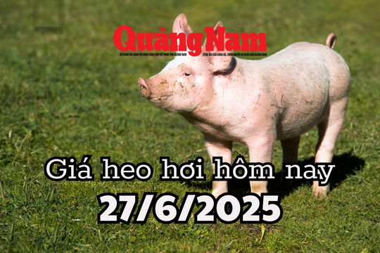 Giá heo hơi hôm nay 27/6/2025: Miền Nam độc chiếm đỉnh 73.000 đồng/kg