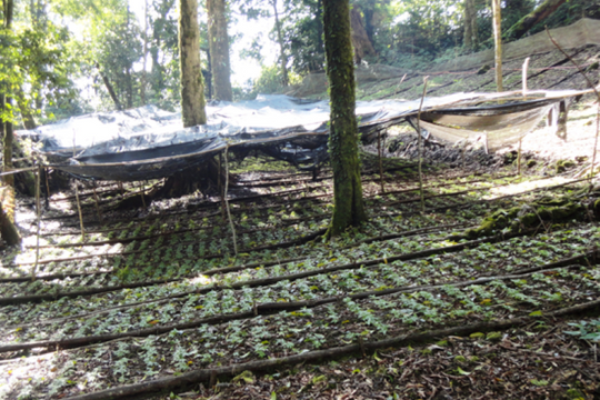 Đề xuất giao nhiệm vụ quản lý, tổ chức Lễ hội Sâm Ngọc Linh hằng năm