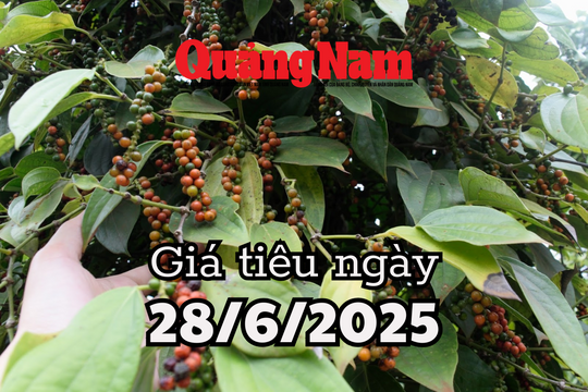 Tin tức, dự báo giá tiêu ngày mai 28/6/2025 chuỗi tăng tạm dừng chân