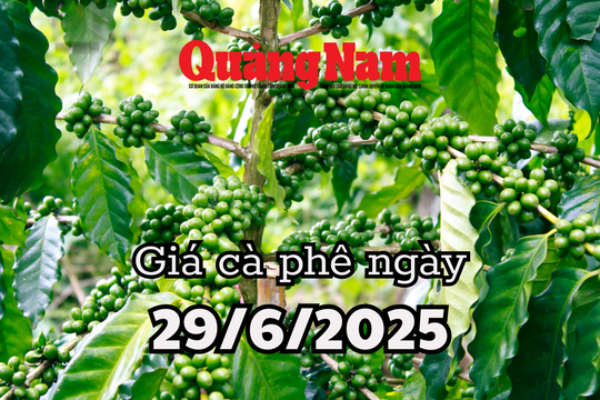 Giá cà phê hôm nay 29/6/2025: Gia Lai đuổi sát nút Đắk Lắk và Đắk Nông