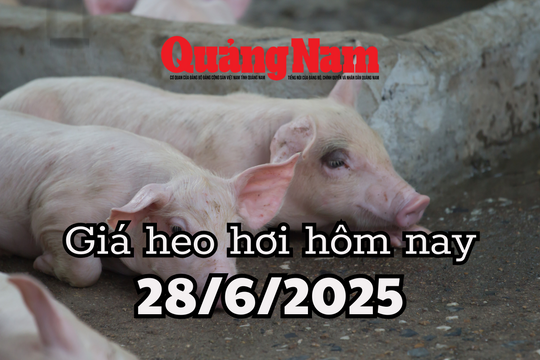 Giá heo hơi hôm nay 28/6/2025: Đỉnh giá 73.000 đồng/kg đã biến mất