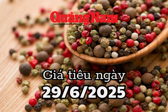 Giá tiêu hôm nay 29/6/2025 Đắc Lắk, Đắk Nông và Bà Rịa vẫn ở top đỉnh giá