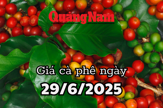 Tin tức, dự báo giá cà phê ngày mai 29/6/2025 cà phê Việt tăng, thế giới chìm trong biển đỏ