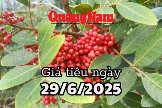 Tin tức, dự báo giá tiêu ngày mai 29/6/2025 đồng loạt tăng, khu vực chạm ngưỡng vàng