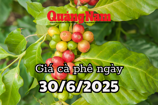 Giá cà phê hôm nay 30/6/2025 nhu cầu thế giới tăng kỷ lục cứu giá khỏi sụp đổ