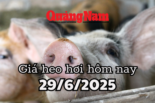Giá heo hơi hôm nay 29/6/2025: Giá heo miền Nam tiếp tục bốc hơi sau khi mất đỉnh