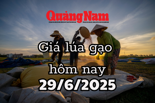 Giá lúa gạo hôm nay 29/6/2025 Nhật Bản khát gạo, cơ hội vàng cho xuất khẩu Việt Nam